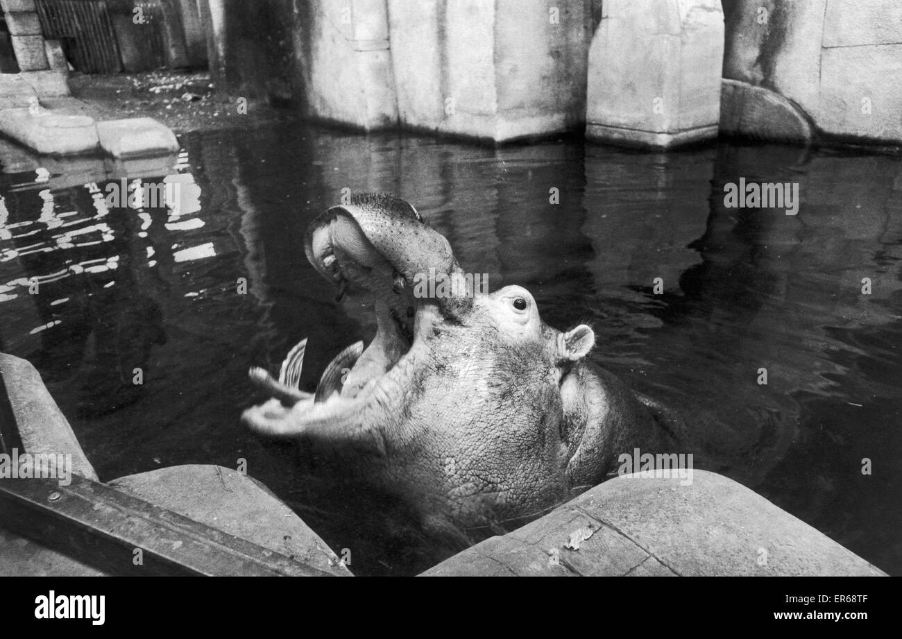 Hercules prende un ultimo tuffo nella sua piscina al Belle Vue prima di trasferirsi a Cleethorpes Zoo 14 Dicembre 1978 Foto Stock