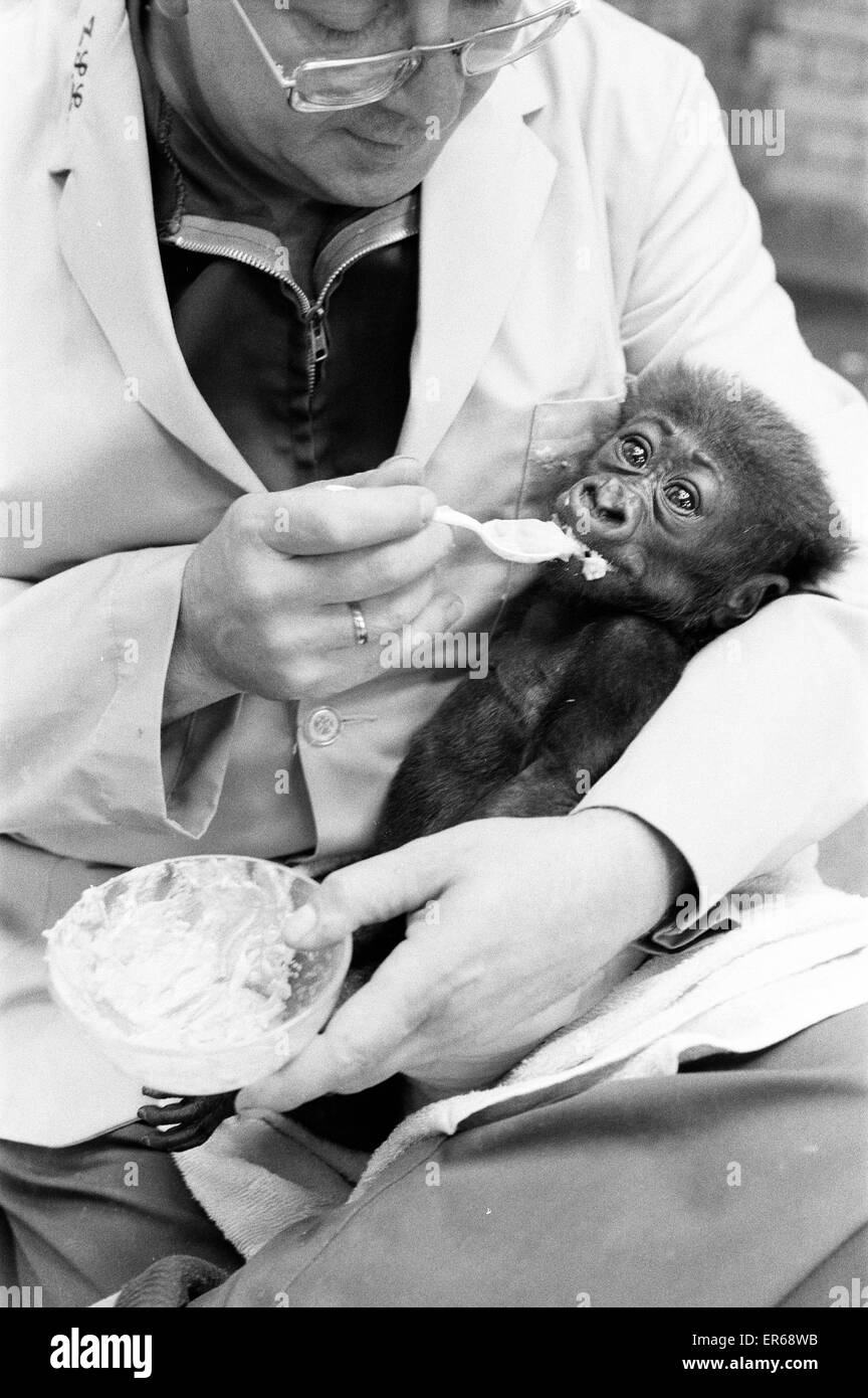 Il tempo di alimentazione per Salome, Baby Gorilla di età compresa tra 8 settimane e alimentato dal detentore, Ron Smith presso i visitatori guardano ardentemente, presso lo Zoo di Londra, il 20 settembre 1976. Foto Stock
