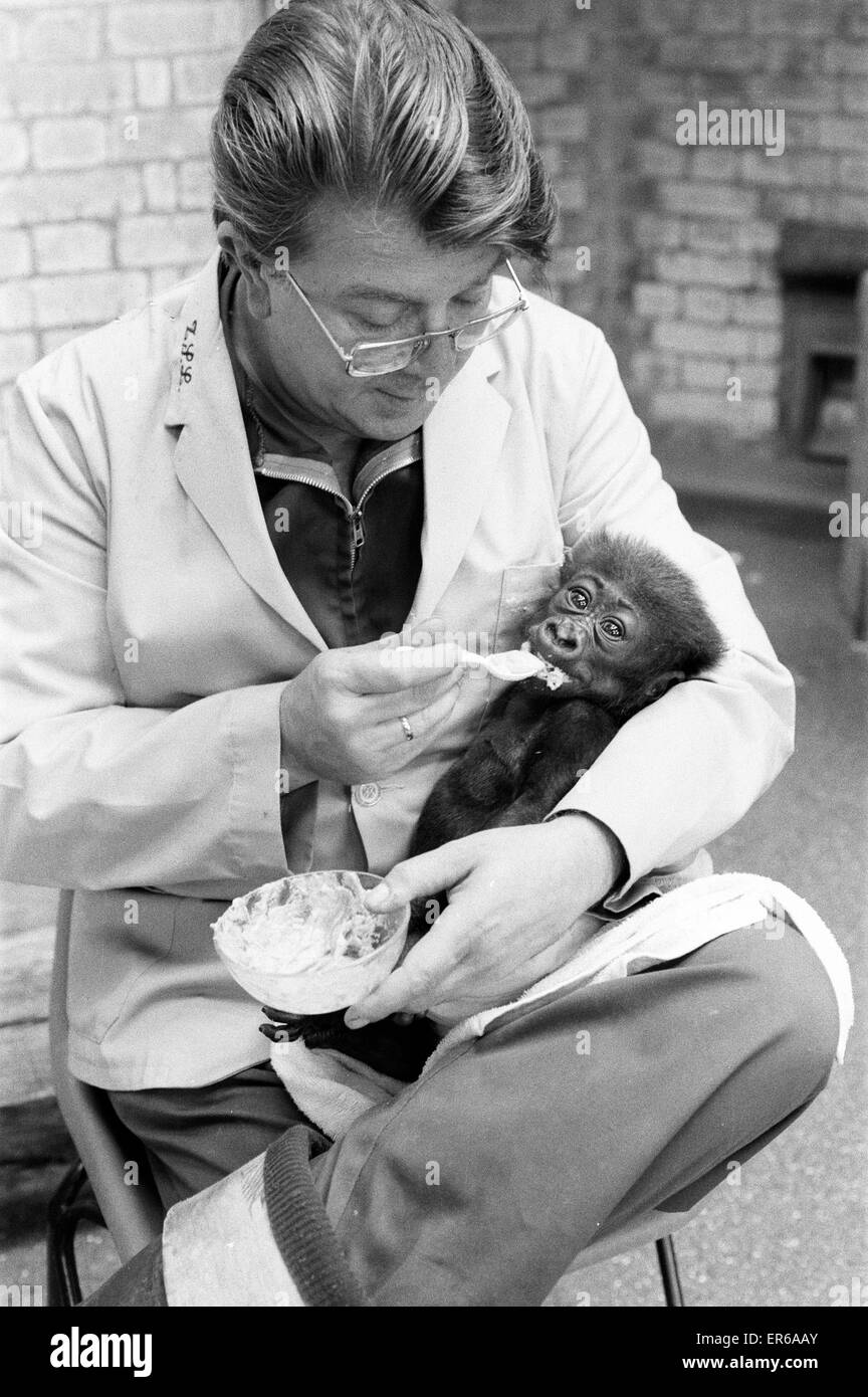 Il tempo di alimentazione per Salome, Baby Gorilla di età compresa tra 8 settimane e alimentato dal detentore, Ron Smith presso i visitatori guardano ardentemente, presso lo Zoo di Londra, il 20 settembre 1976. Foto Stock