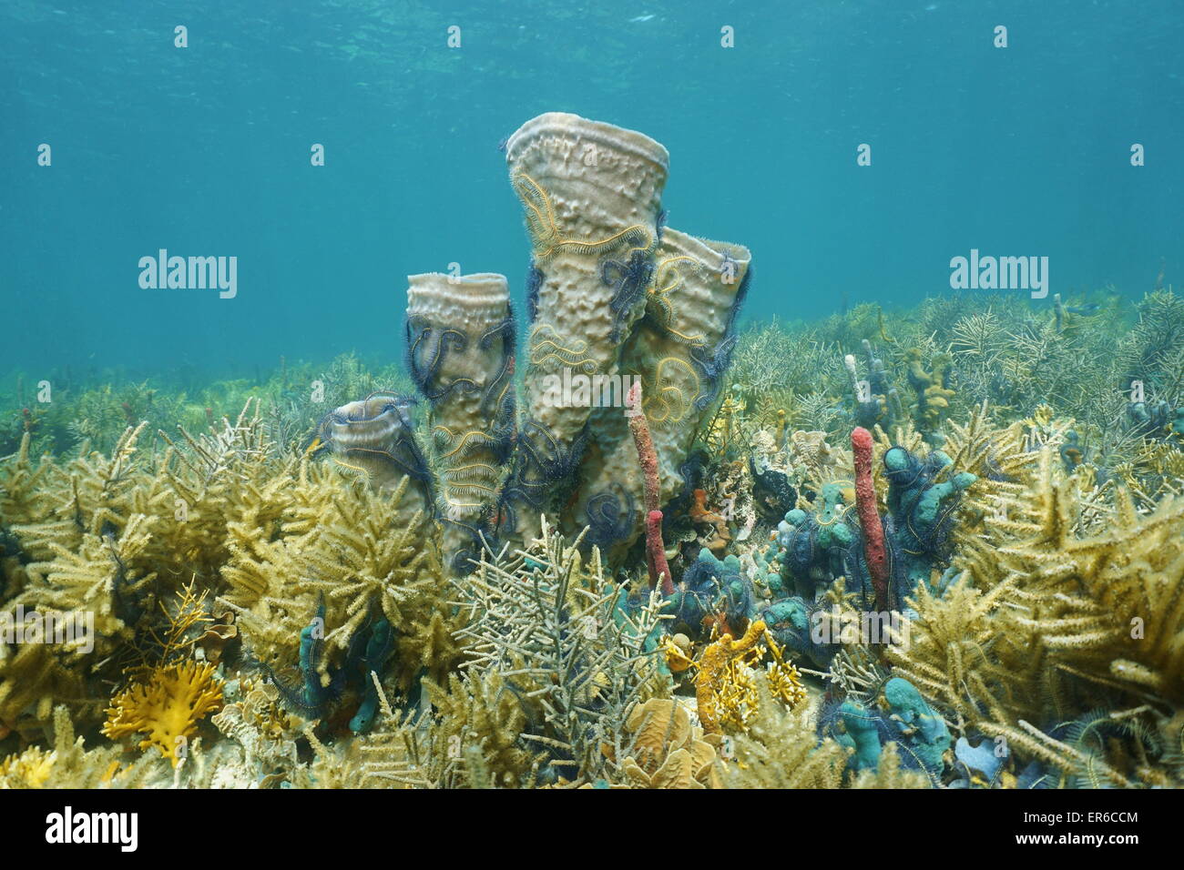 Coral reef sott'acqua nel mar dei Caraibi con vaso di ramificazione di una spugna colonizzata da fragili stelle Foto Stock