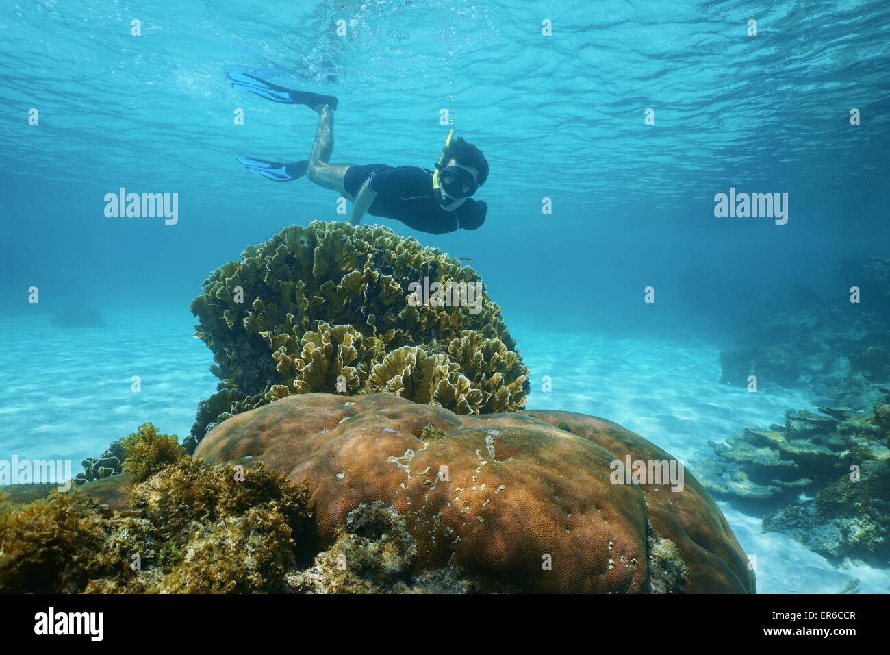 Uomo subacquee snorkeling nei pressi di coralli in mare tropicale, dei Caraibi Foto Stock
