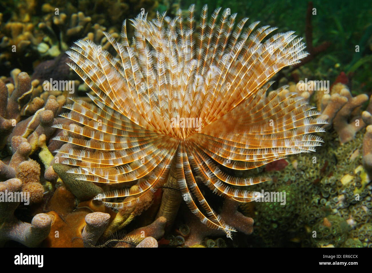Creatura sottomarina, magnifica Feather Duster worm, Sabellastarte magnifica, Mar dei Caraibi Foto Stock