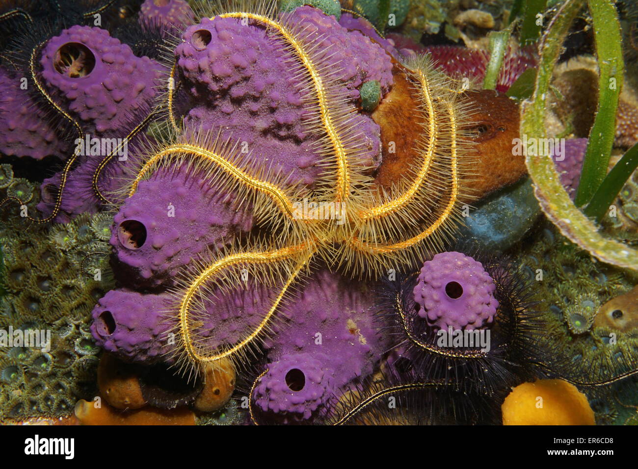 Creatura sottomarina, un Suenson fragile della stella, Ophiothrix suensoni, su tubo di ramificazione di spugna, Mar dei Caraibi Foto Stock