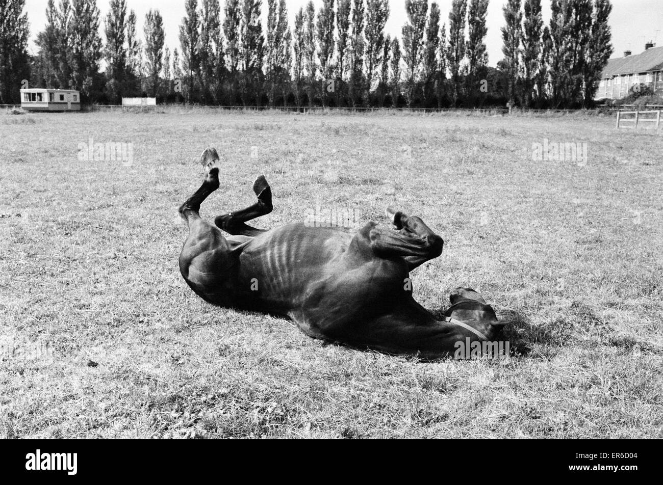 Mare delle corse ippiche Pigeon vincitore di trenta-sette gare visto qui il rotolamento intorno a un campo a Malton Yorkshire. 21 Luglio 1983 Foto Stock