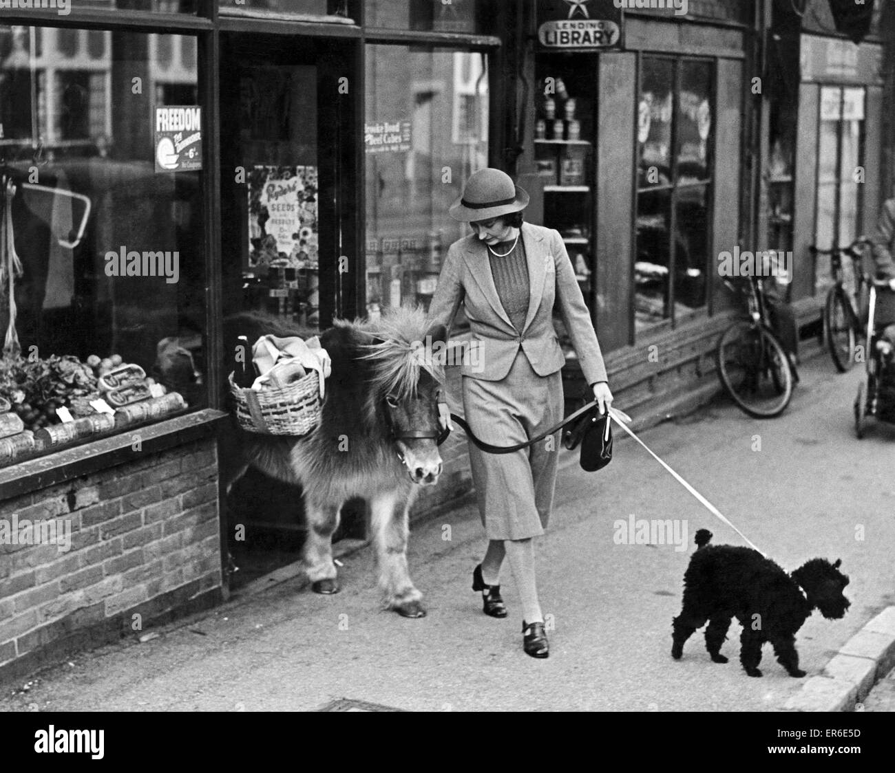 Animals-Horses-pony Shetland. Per questo merita un cavallo ridere. Shopping senza benzina è nessun problema per Miss Grizel Ballantyne, Sevenoaks, Kent. Twinkle, un bambino di sei anni pony Shetland è abbastanza piccolo per accompagnare la sua nei negozi e rende la luce del th Foto Stock