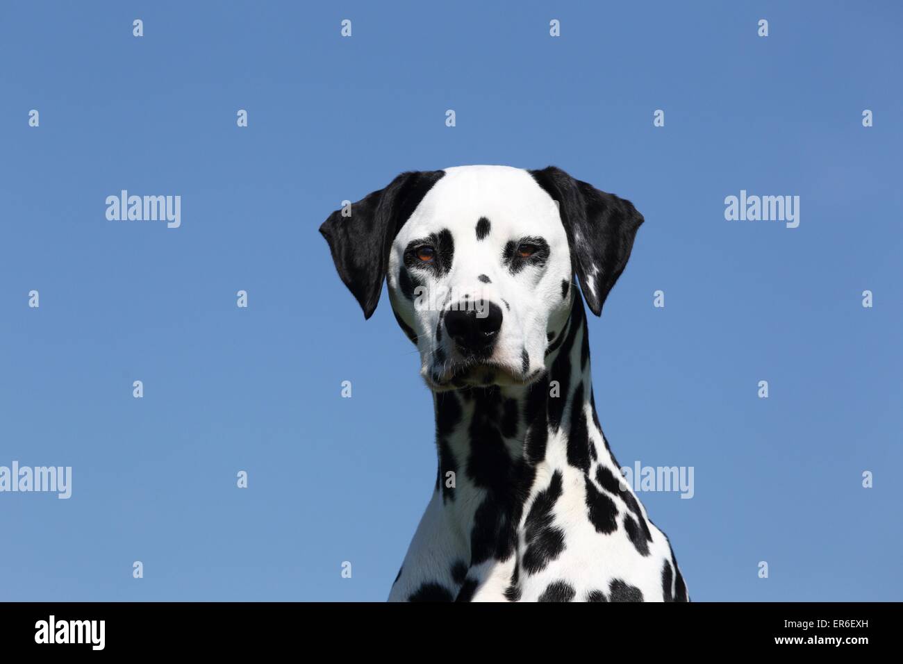 Ritratto di Dalmata Foto Stock