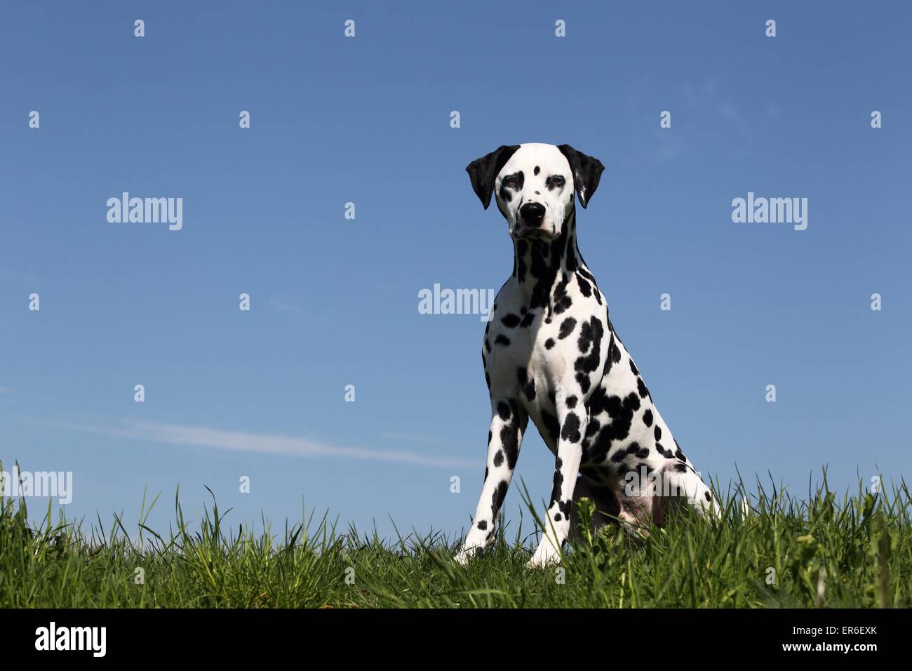 Seduta di Dalmazia Foto Stock