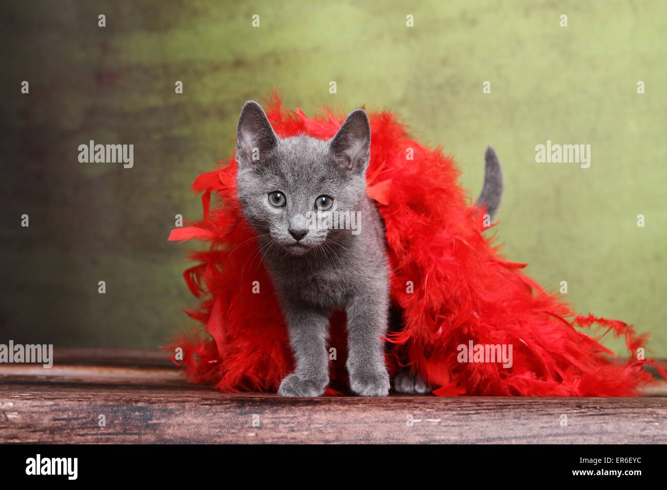 Blu di Russia gattino Foto Stock