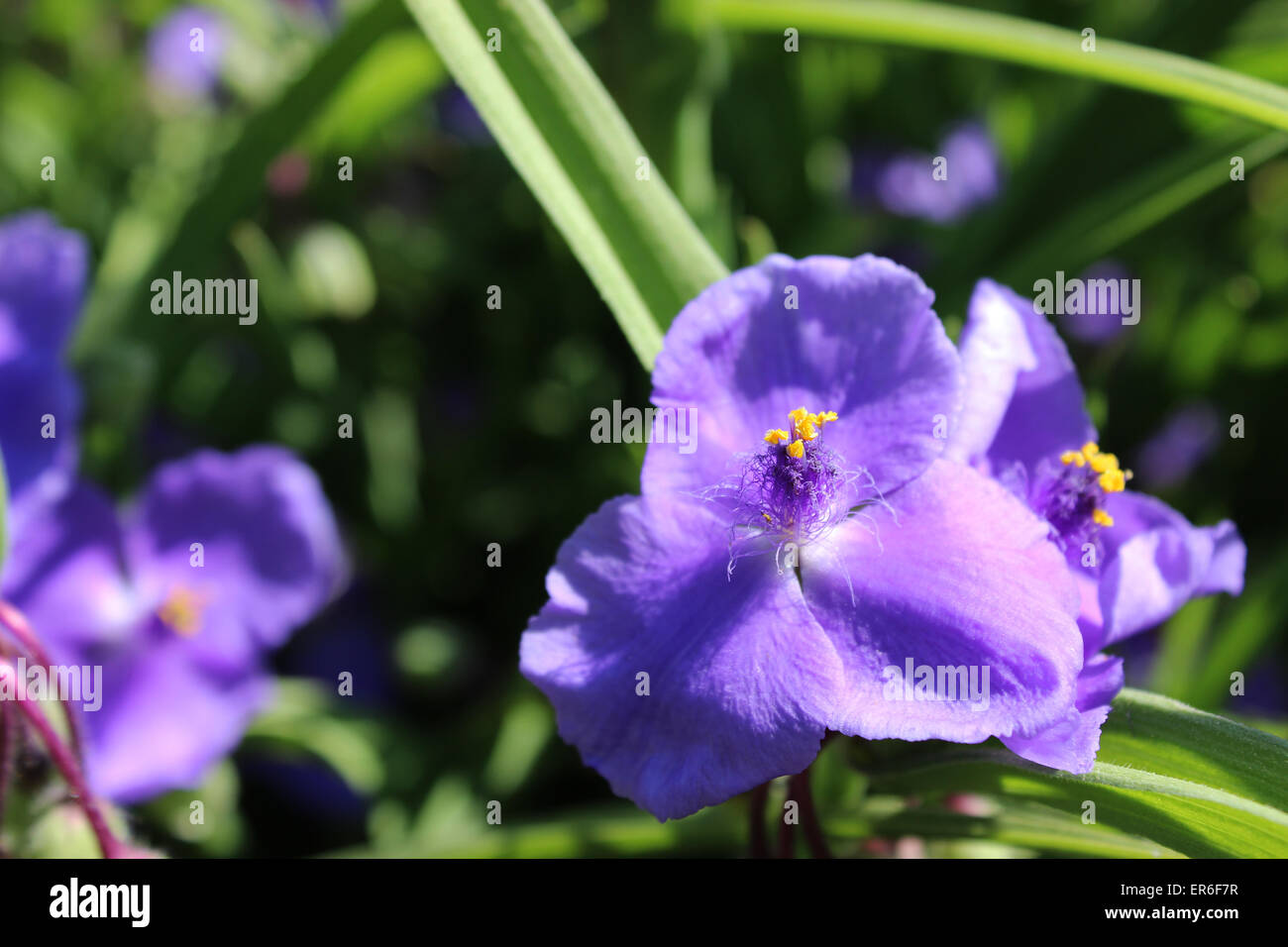 Blue piccolo fiore sotto la luce diretta del sole Foto Stock