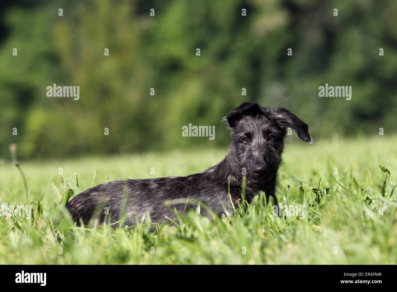 Cucciolo di Deerhound Foto Stock