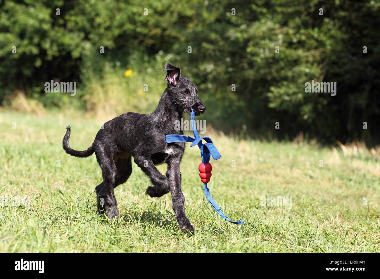 Cucciolo di Deerhound Foto Stock