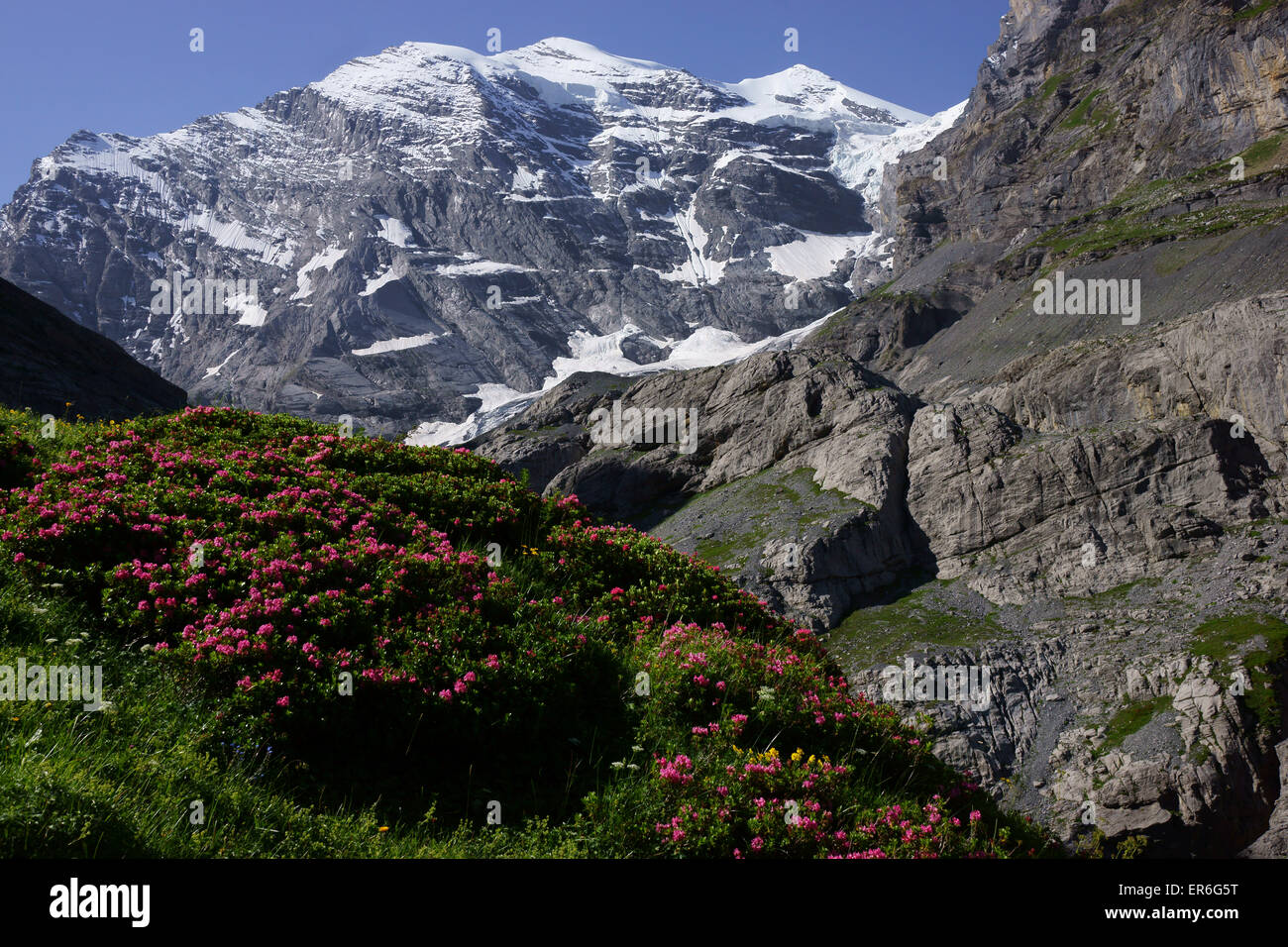 Alpenrose (Rhododendron hirsutum), Gamchi, Mtns. Morgenhorn e Weisse Frau, Blüemlisalp, alpi Bernesi, Svizzera Foto Stock