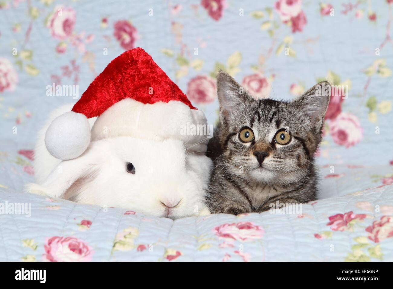 Gattino e coniglio Foto Stock