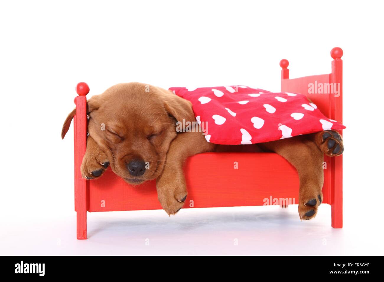 Sleeping Labrador Retriever cucciolo Foto Stock