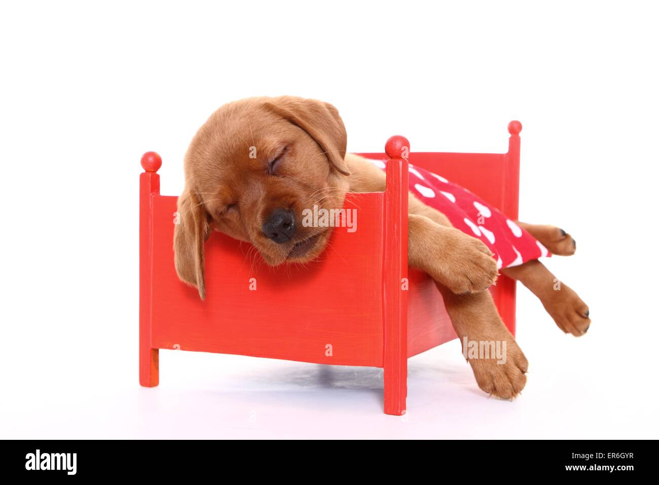 Sleeping Labrador Retriever cucciolo Foto Stock