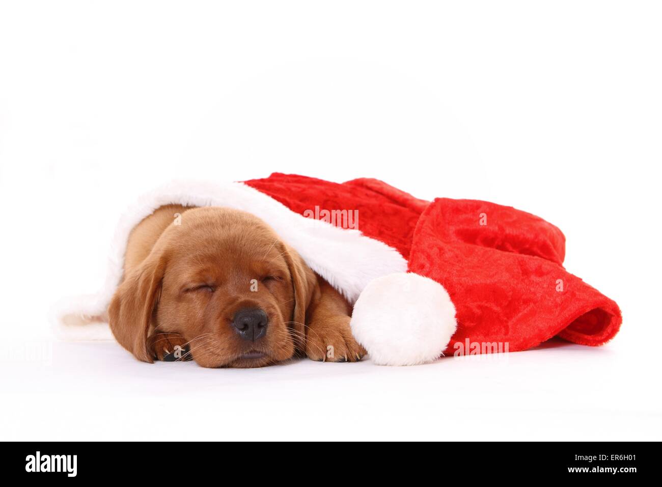 Sleeping Labrador Retriever cucciolo Foto Stock