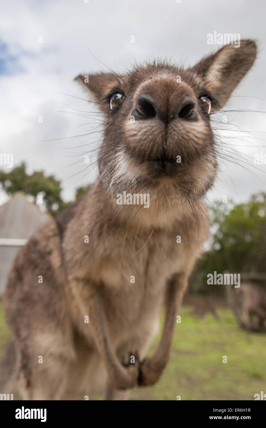 Kangaroo rendendo faccia anatra nella fotocamera. Foto Stock