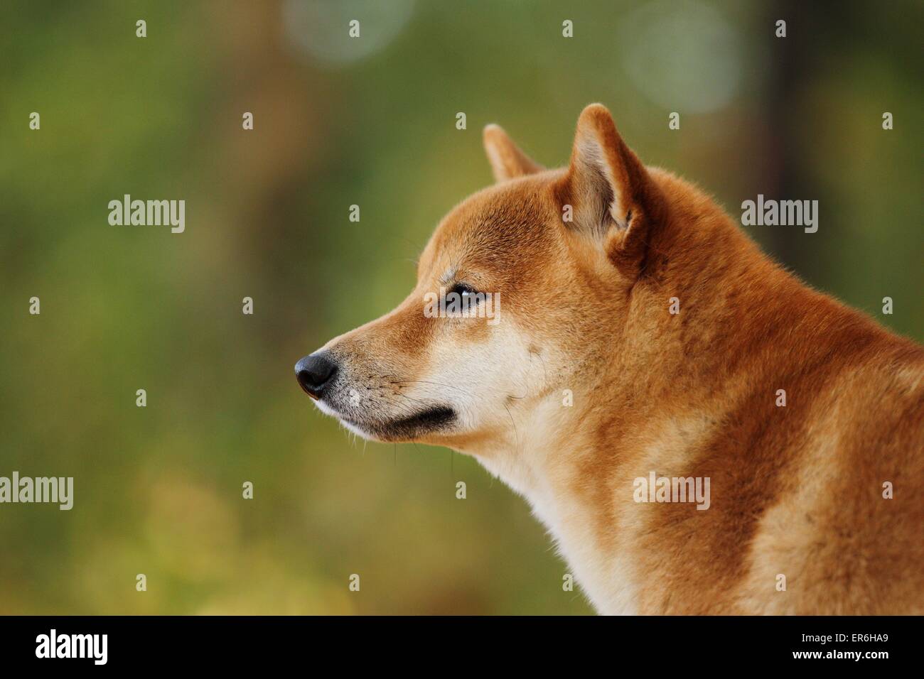 Shiba Inu ritratto Foto Stock