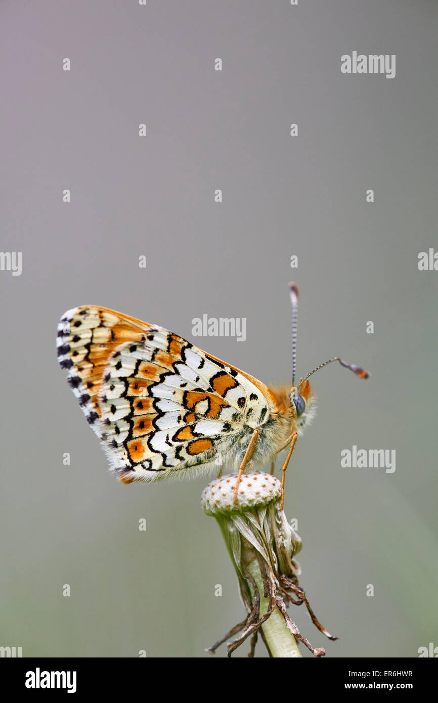 Glanville Fritillary a riposo su una testa di tarassaco. Hutchinson Banca della Riserva Naturale, New Addington, Surrey, Inghilterra. Foto Stock