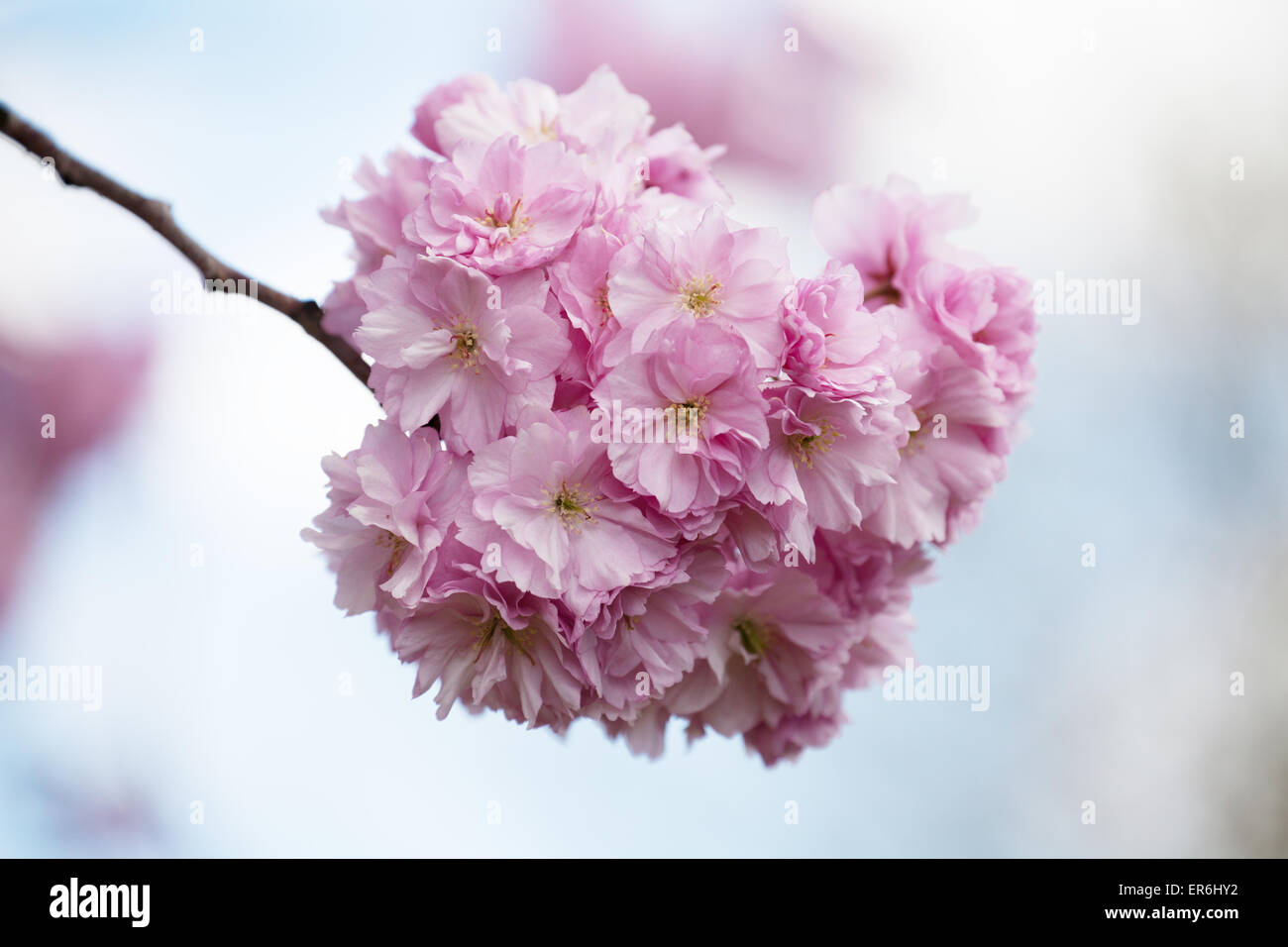 Fiore rosa contro uno sfondo di fiori e il blu e il cielo nuvoloso Foto Stock