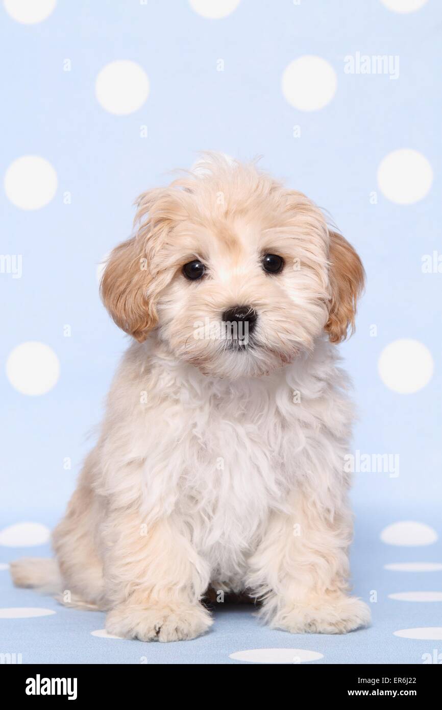 Maltipoo cucciolo Foto stock - Alamy