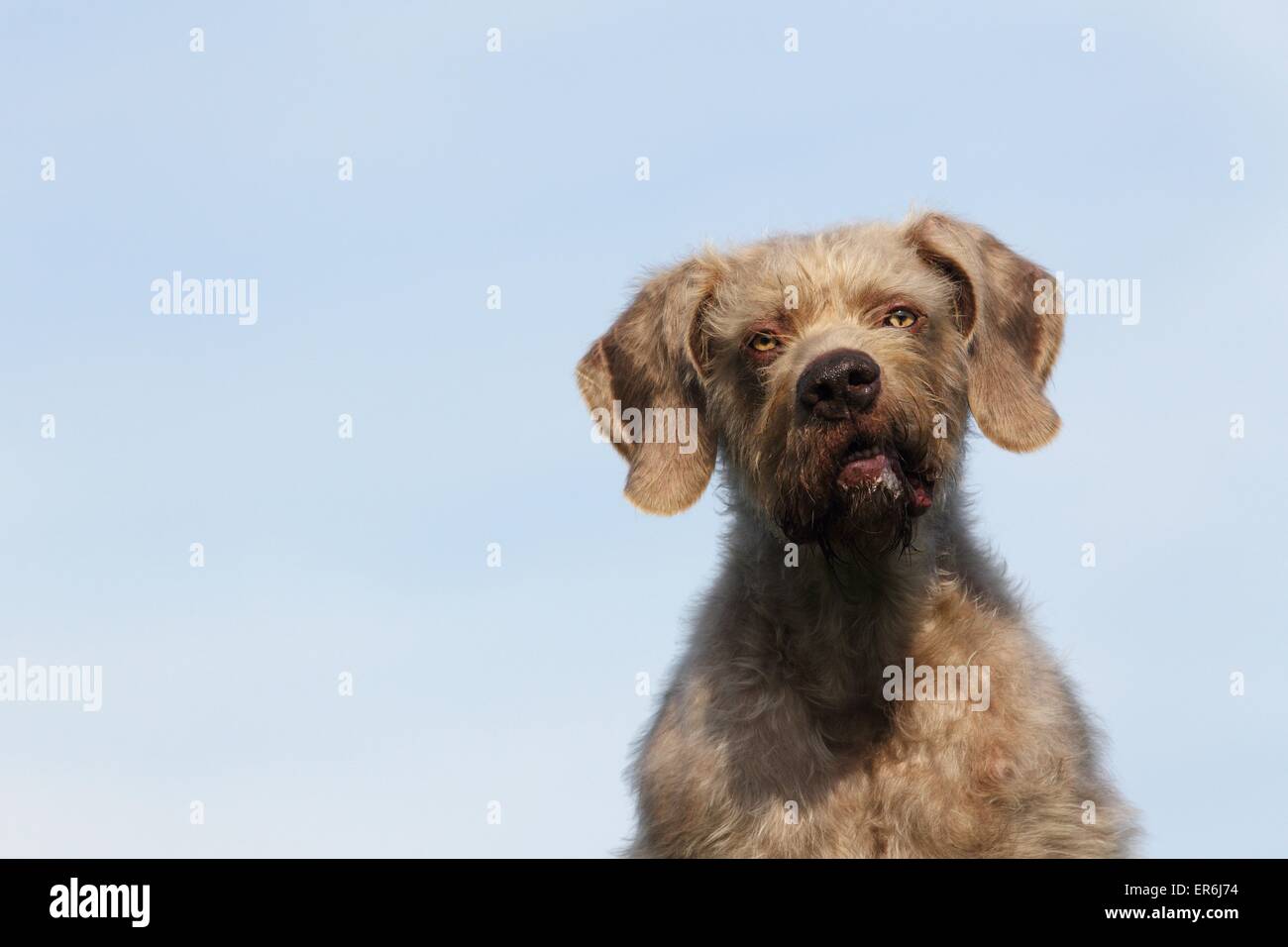 Filo slovacco a pelo del cane di puntamento verticale Foto Stock