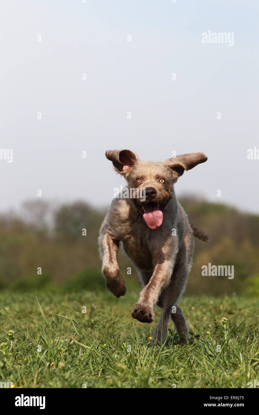 Esecuzione di filo slovacco a pelo del cane di puntamento Foto Stock