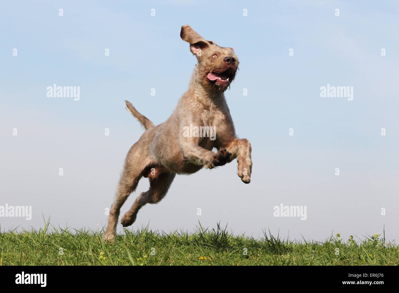 Esecuzione di filo slovacco a pelo del cane di puntamento Foto Stock