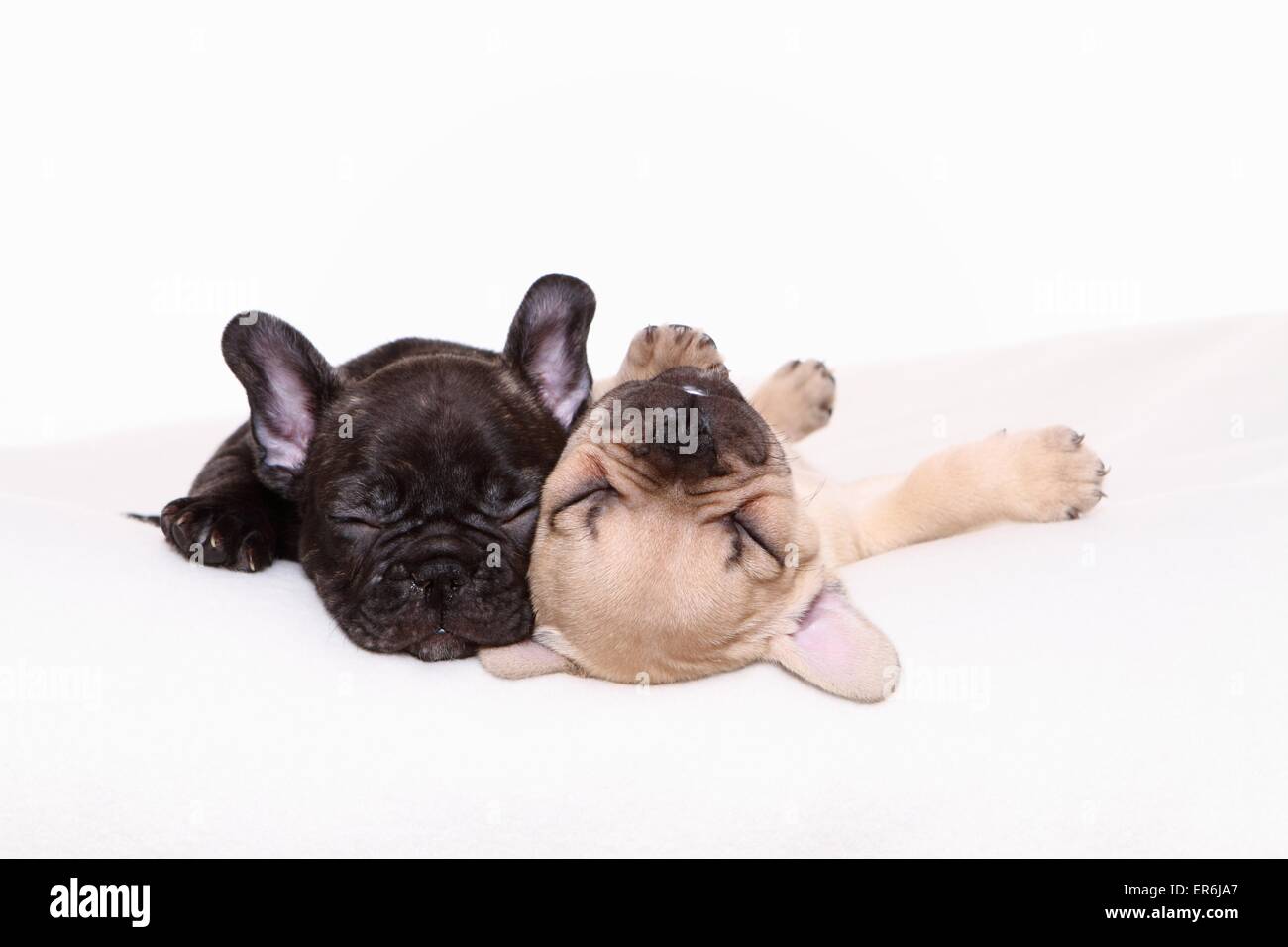 Bulldog francese cuccioli Foto Stock