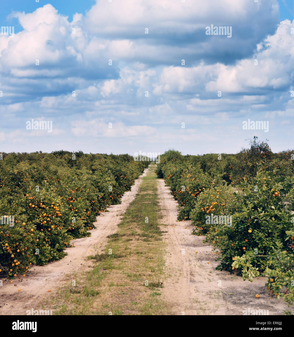 Alberi di arancio con frutti in Florida Plantation Foto Stock