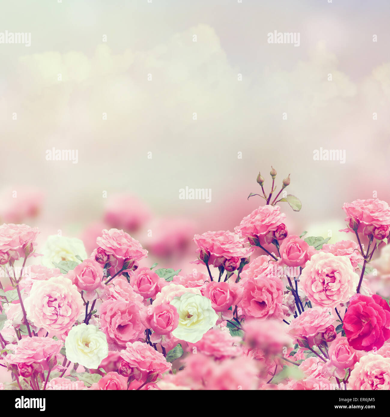 Rosa e bianco rose fiori Foto Stock