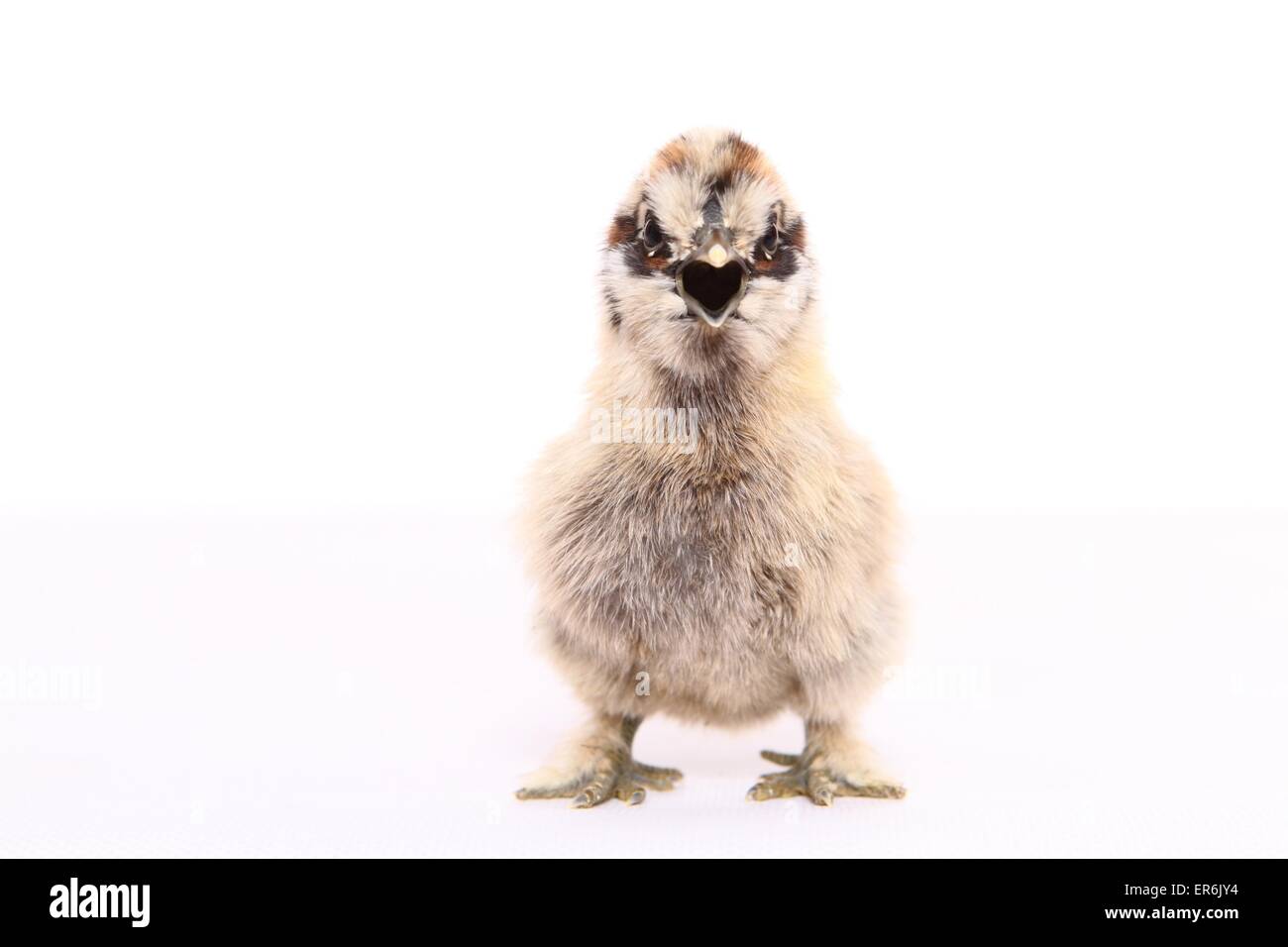 Silky Fowl pulcino Foto Stock