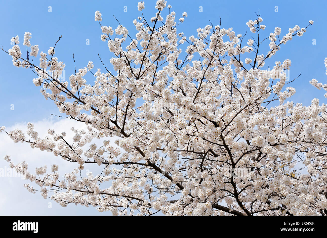 Succursali di fioritura melo con molti fiori oltre il cielo blu Foto Stock