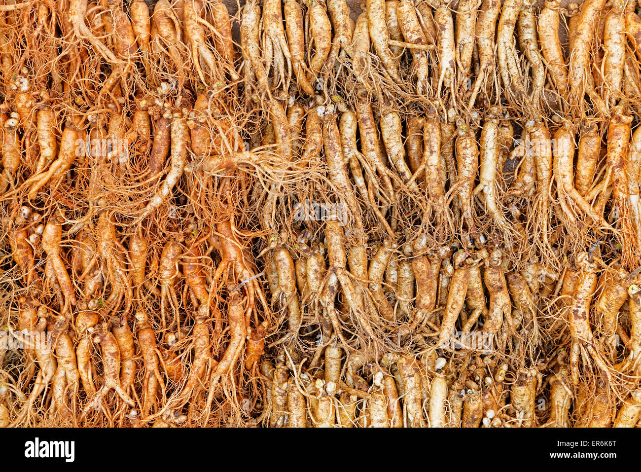 La folla di ginseng reale dal nord della Repubblica coreana Foto Stock