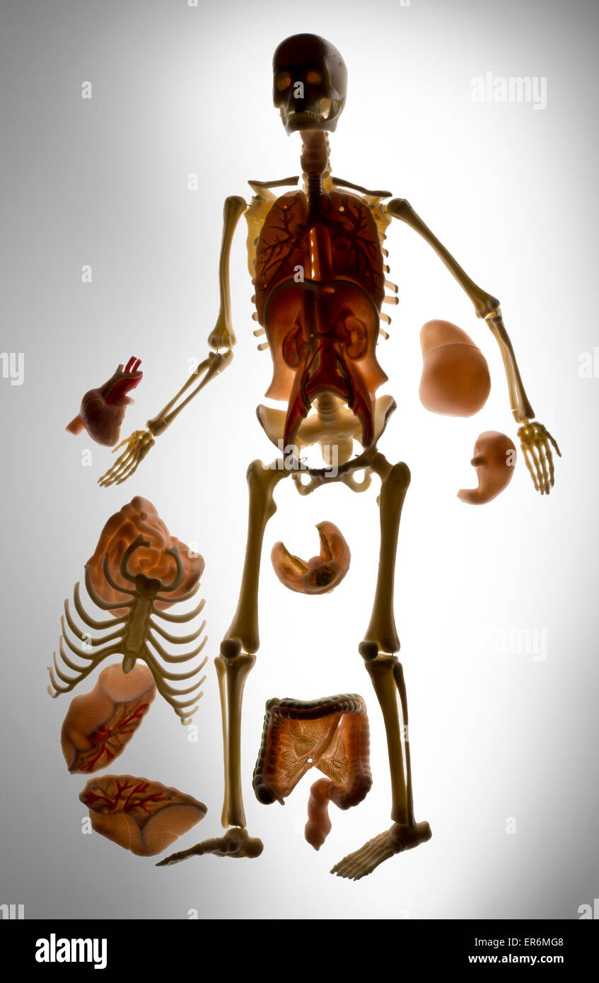 Scheletro umano, di giocattoli per i bambini di imparare circa lo scheletro e organi interni. Foto Stock