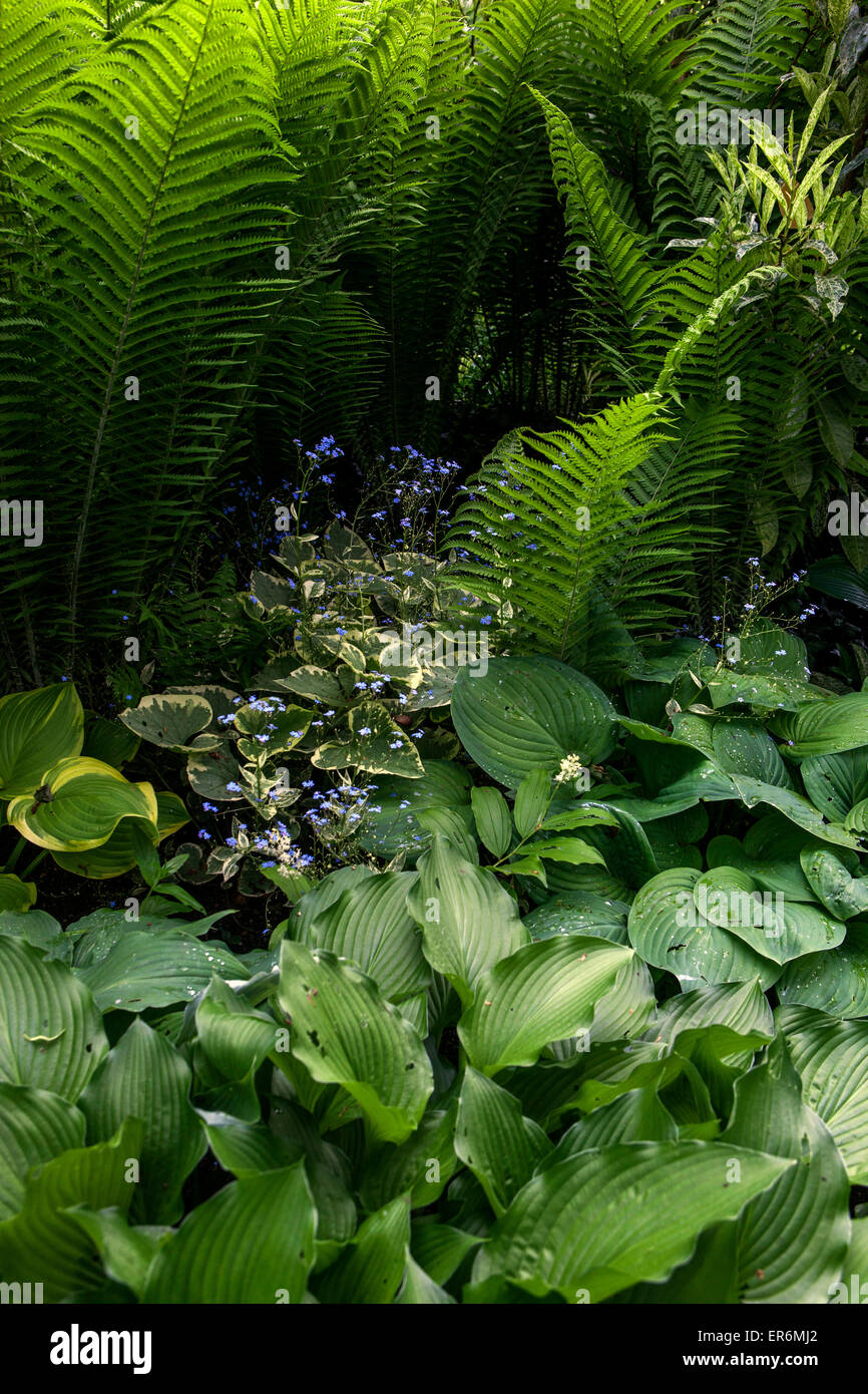 Hosta e Matteuccia struthiopteris, felce struzzo, brunnera, piante per le parti ombreggiate del giardino Foto Stock
