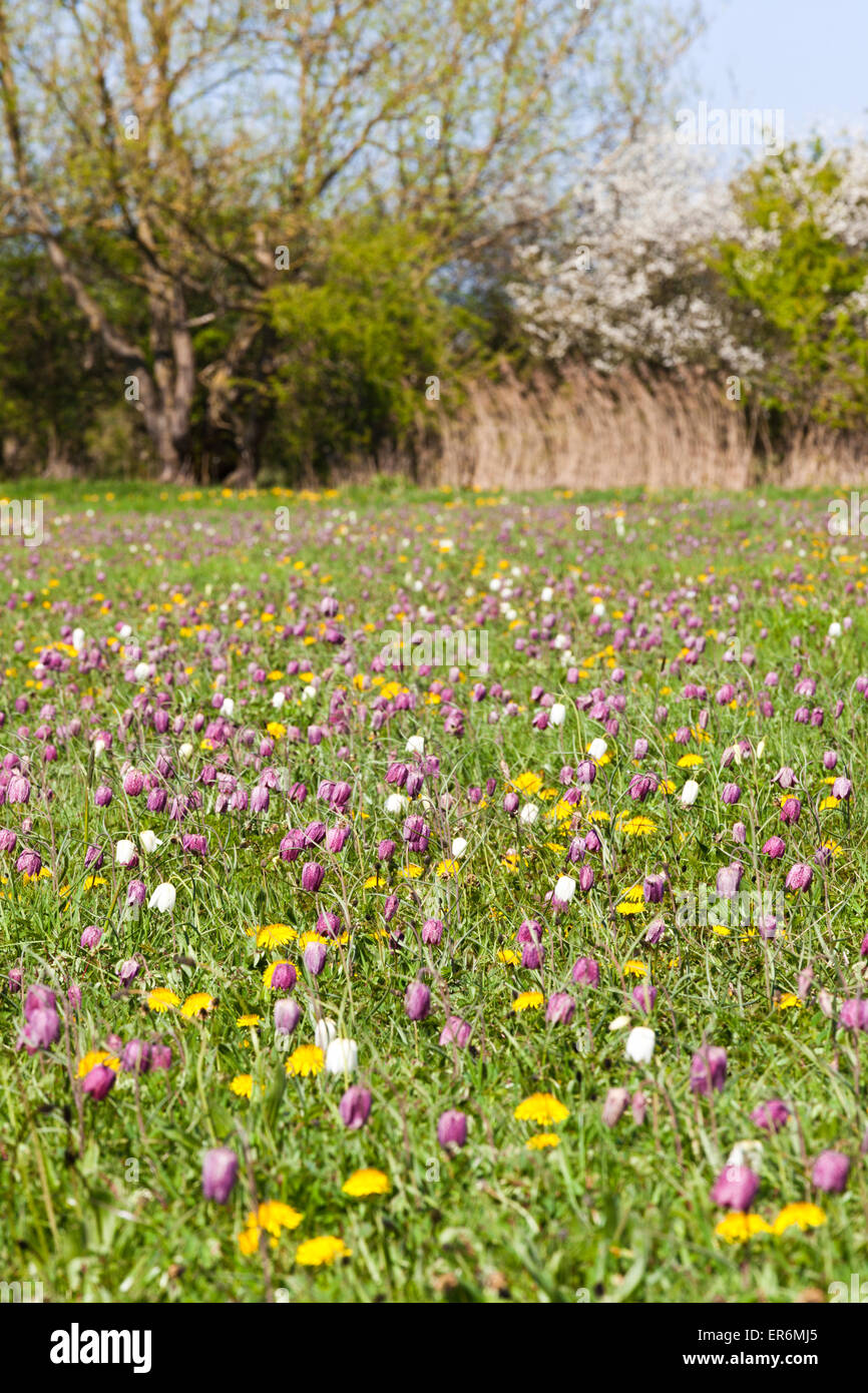 Snake Fritillaries testa (Fritillaria meleagris) crescente sul prato del Nord, Cricklade, WILTSHIRE REGNO UNITO - Un SSSI e un NNR Foto Stock