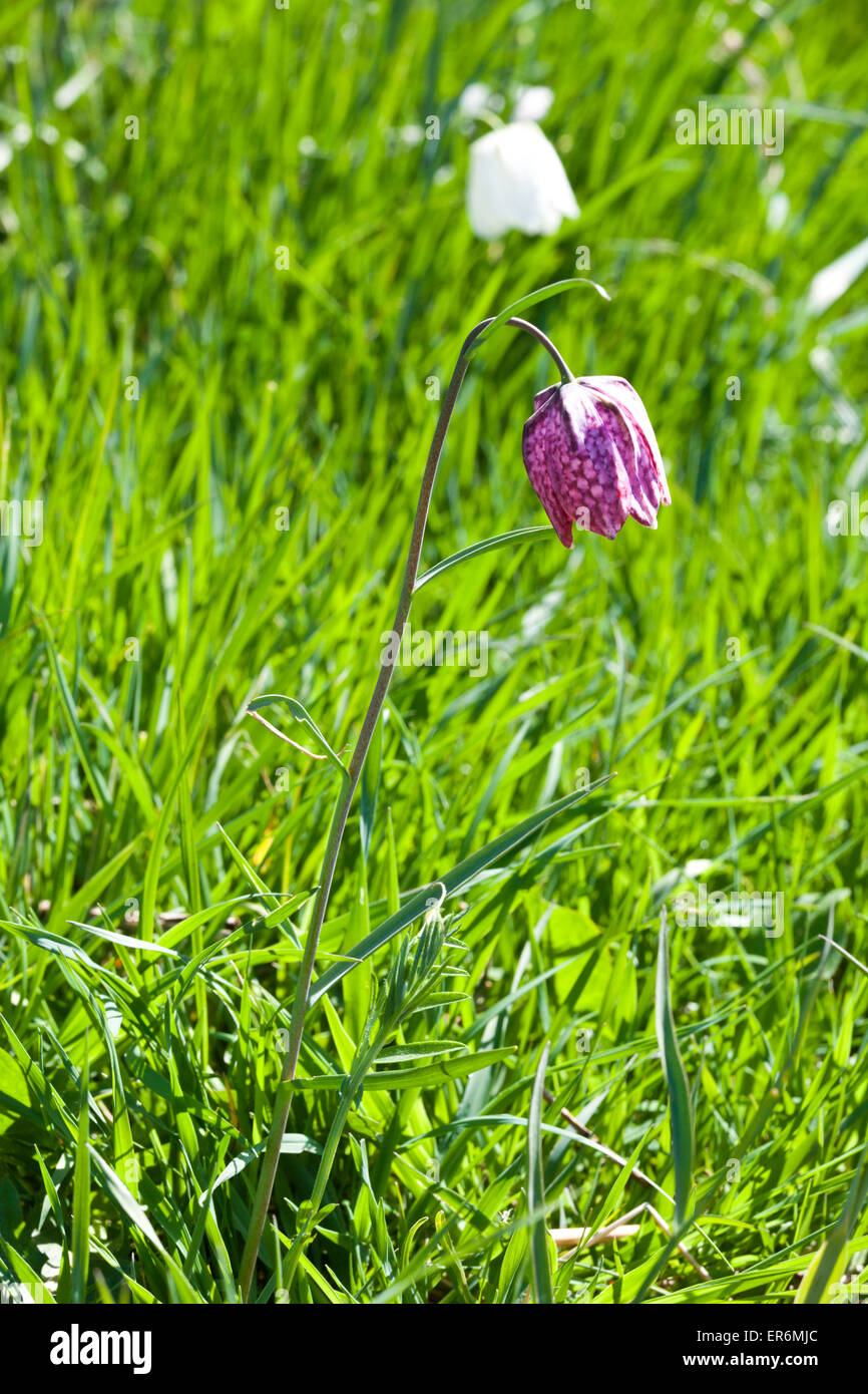 Snake Fritillaries testa (Fritillaria meleagris) crescente sul prato del Nord, Cricklade, WILTSHIRE REGNO UNITO - Un SSSI e un NNR Foto Stock