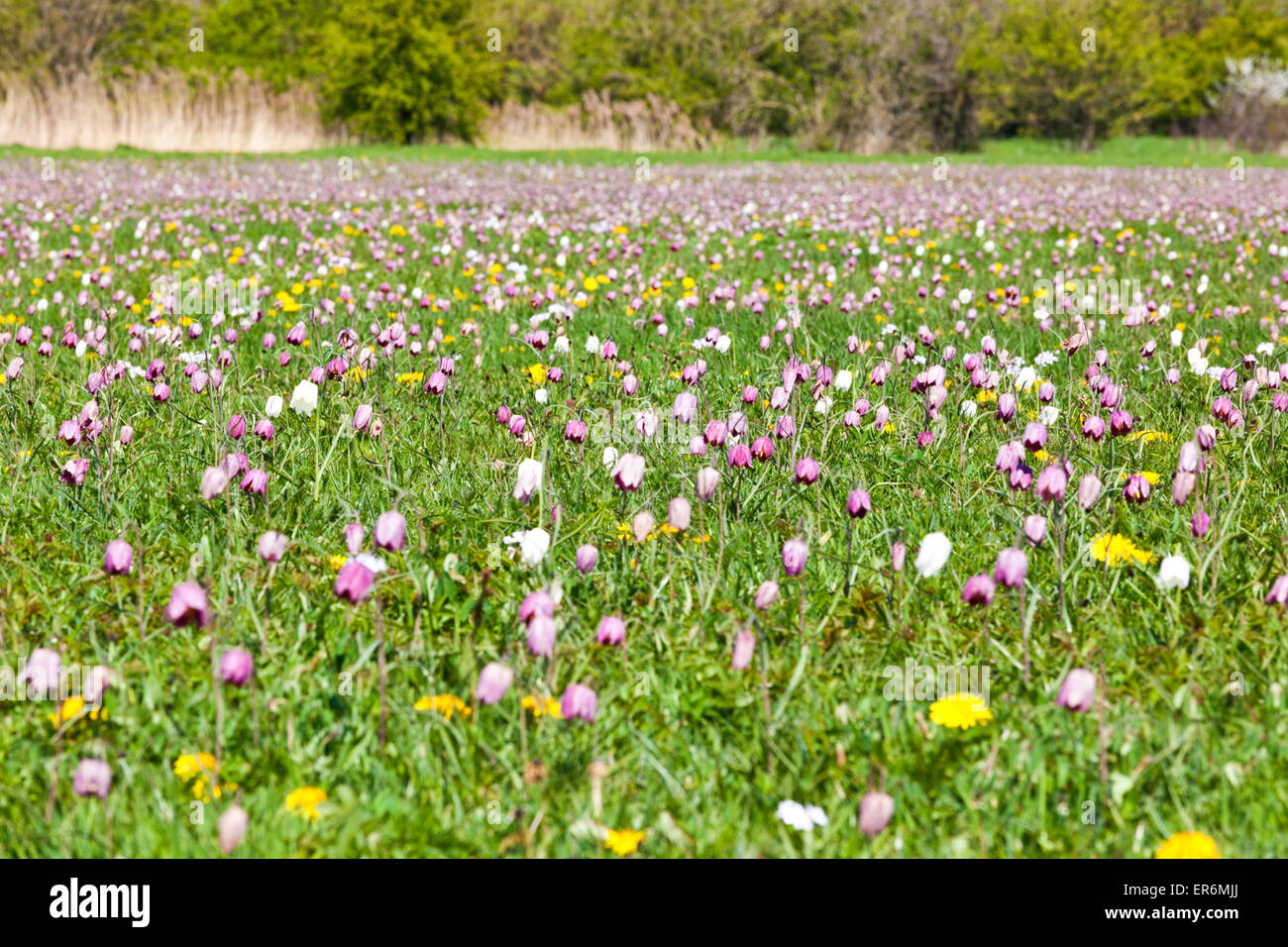 Snake's Head Fritillaries (Fritillaria meleagris) cresce su North Meadow, Cricklade, Wiltshire UK - un SSSI e un NNR accanto al Tamigi. Foto Stock
