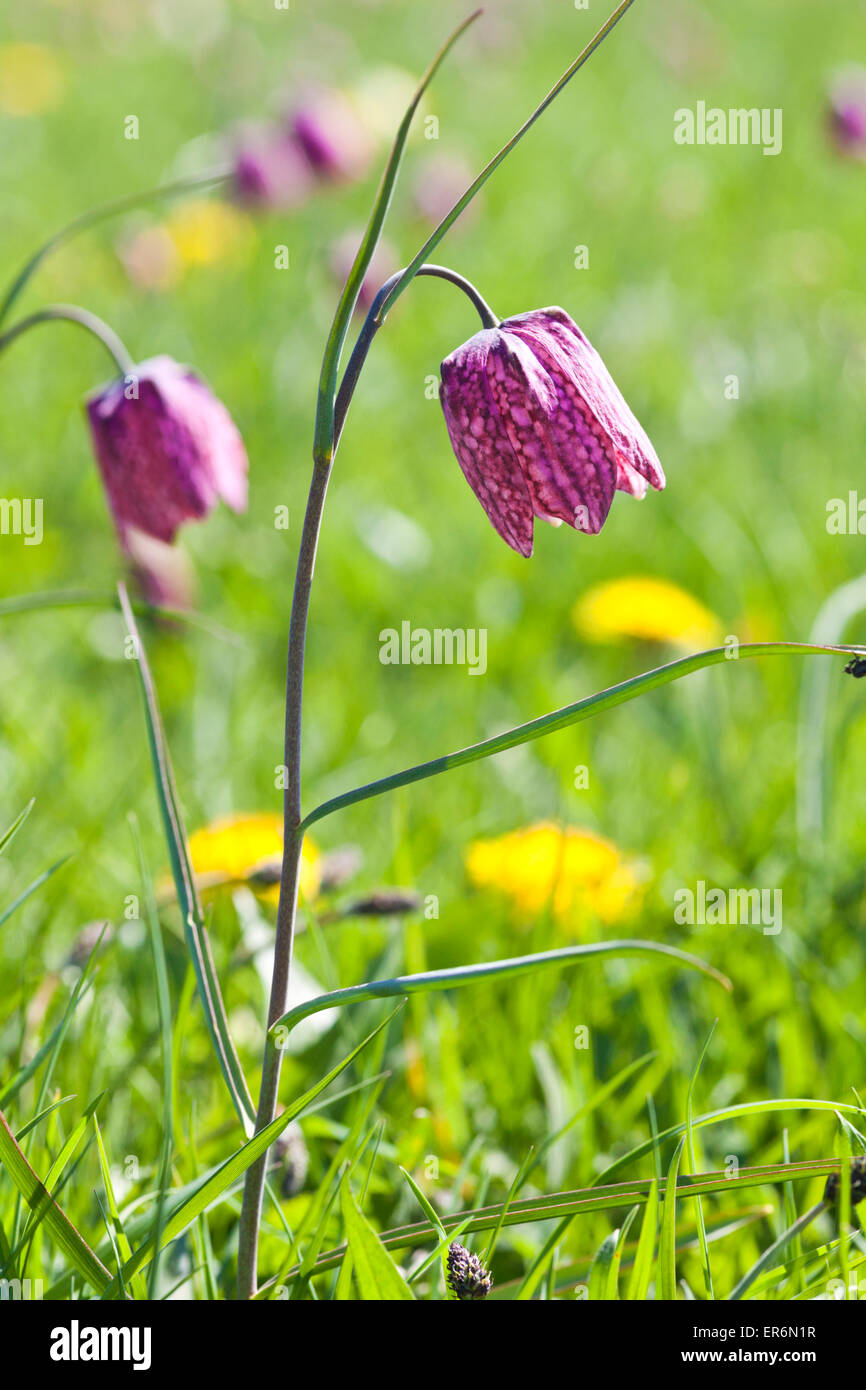 Snake Fritillaries testa (Fritillaria meleagris) crescente sul prato del Nord, Cricklade, WILTSHIRE REGNO UNITO - Un SSSI e un NNR Foto Stock
