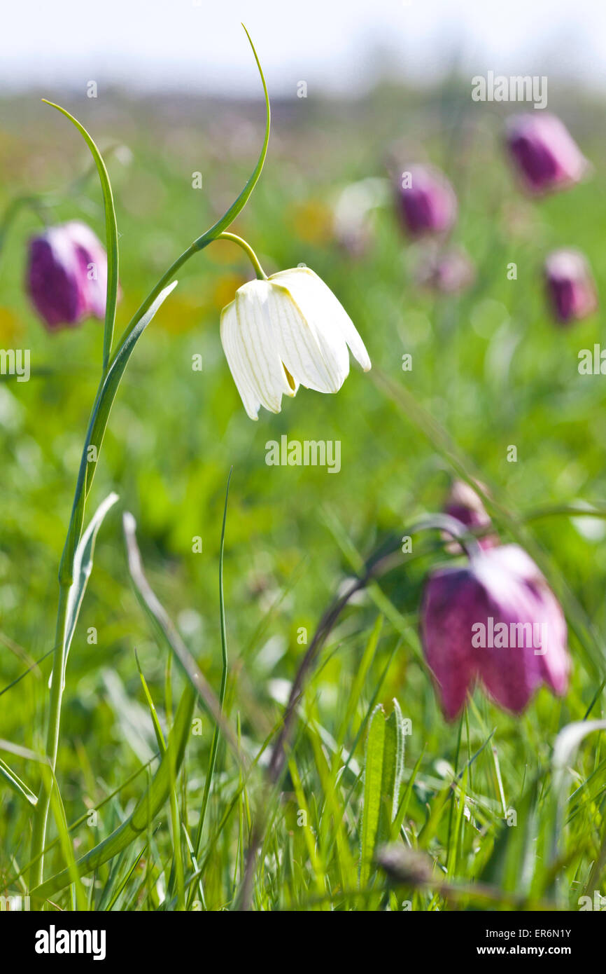 Snake Fritillaries testa (Fritillaria meleagris) crescente sul prato del Nord, Cricklade, WILTSHIRE REGNO UNITO - Un SSSI e un NNR Foto Stock