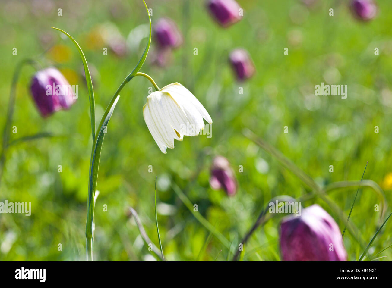 Snake Fritillaries testa (Fritillaria meleagris) crescente sul prato del Nord, Cricklade, WILTSHIRE REGNO UNITO - Un SSSI e un NNR Foto Stock