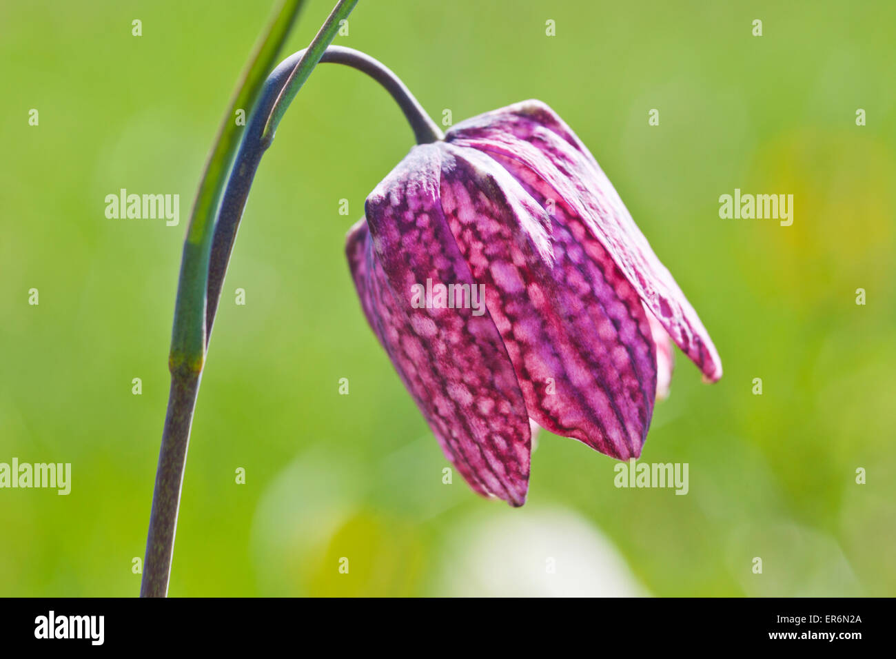 Snake Fritillaries testa (Fritillaria meleagris) crescente sul prato del Nord, Cricklade, WILTSHIRE REGNO UNITO - Un SSSI e un NNR Foto Stock