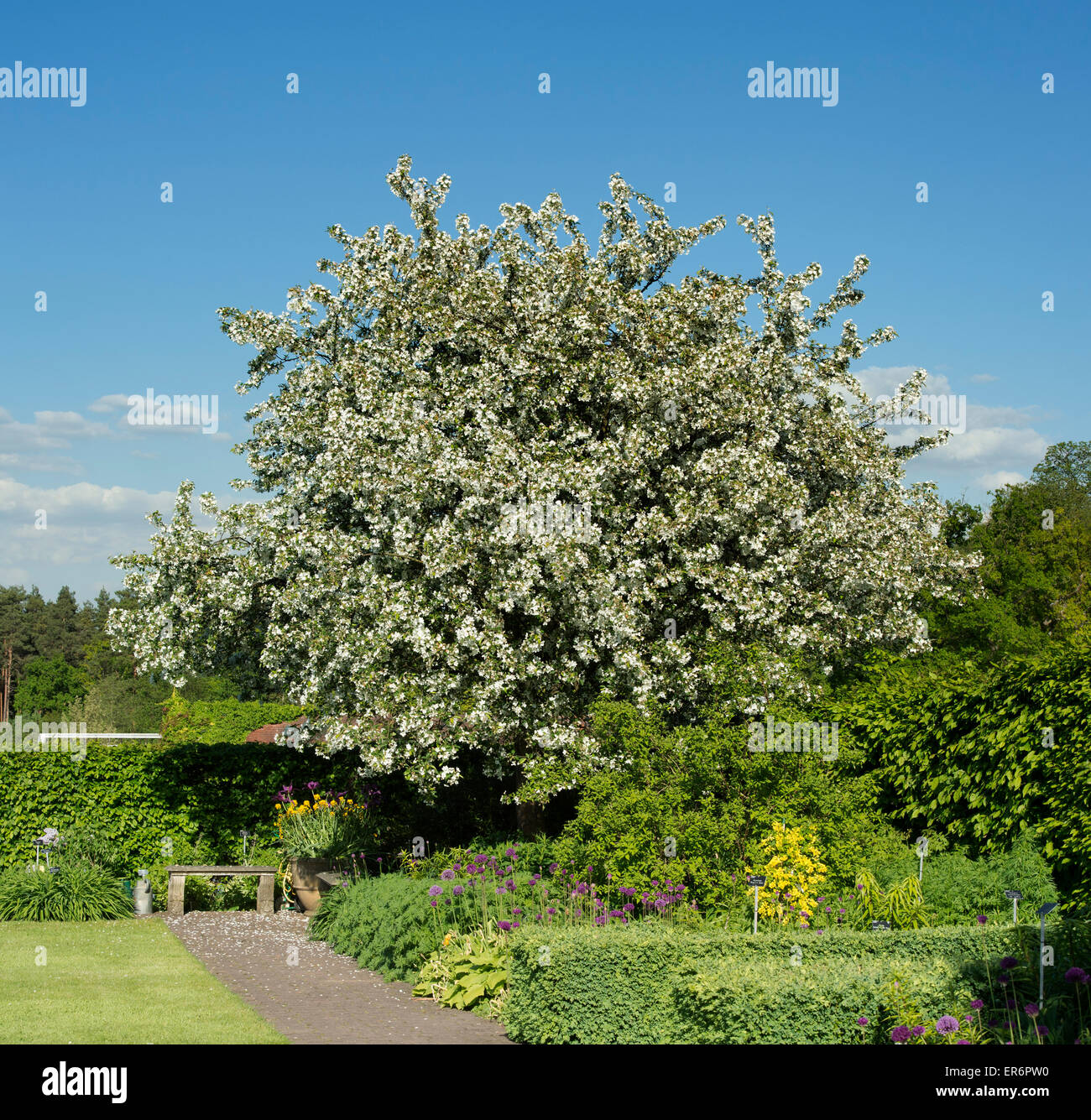 Malus Hupehensis. Hupeh Crab Apple albero in fiore a RHS Wisley Gardens. Surrey, Inghilterra Foto Stock