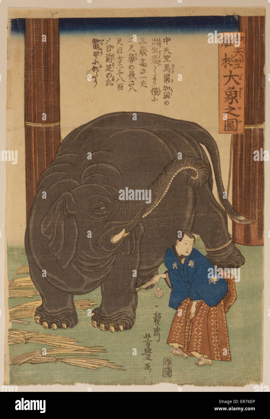 Grande elefante importato dall'India Foto Stock