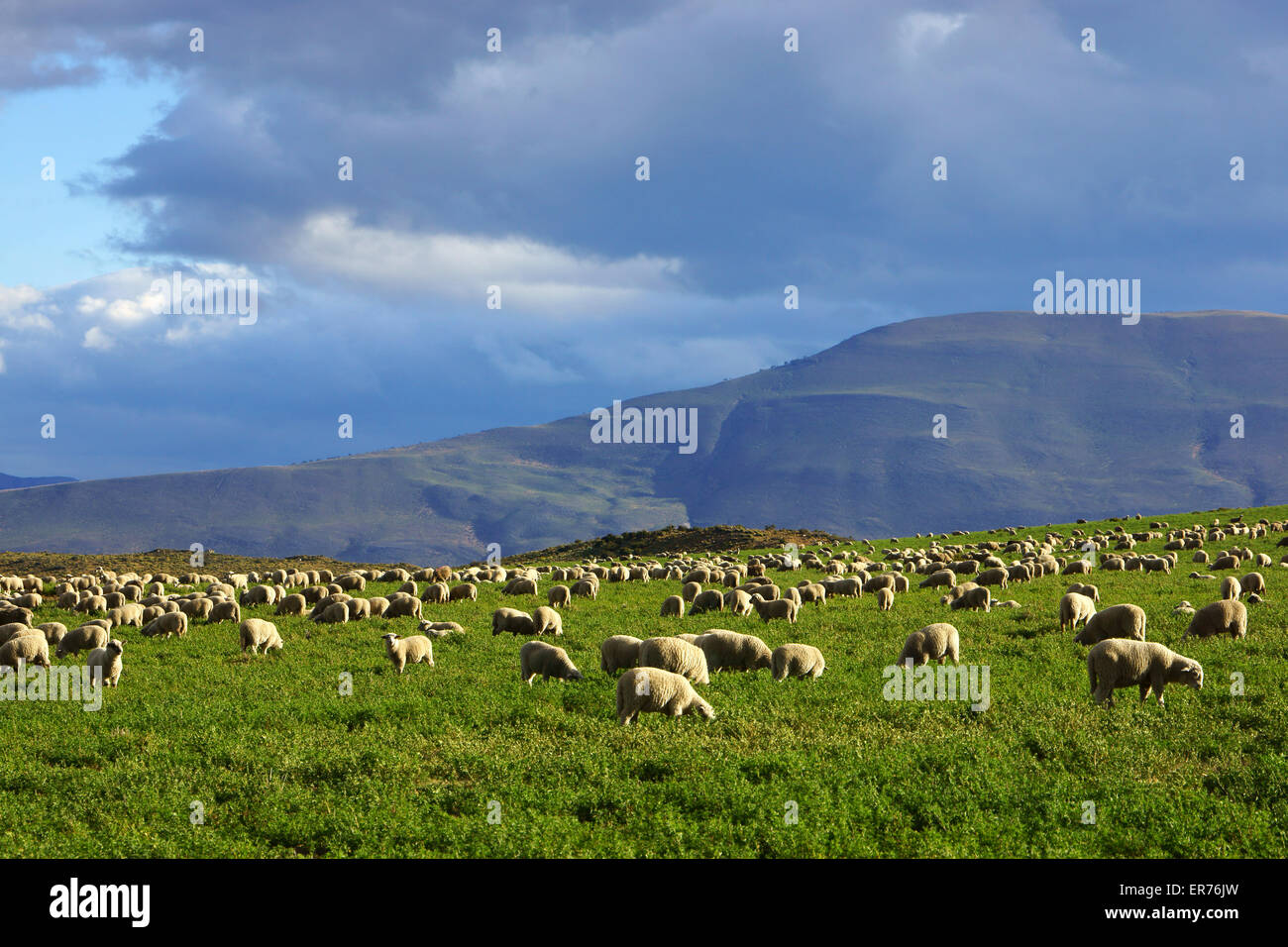 Pecore al pascolo su ranchland, Patagonia meridionale del Cile Foto Stock