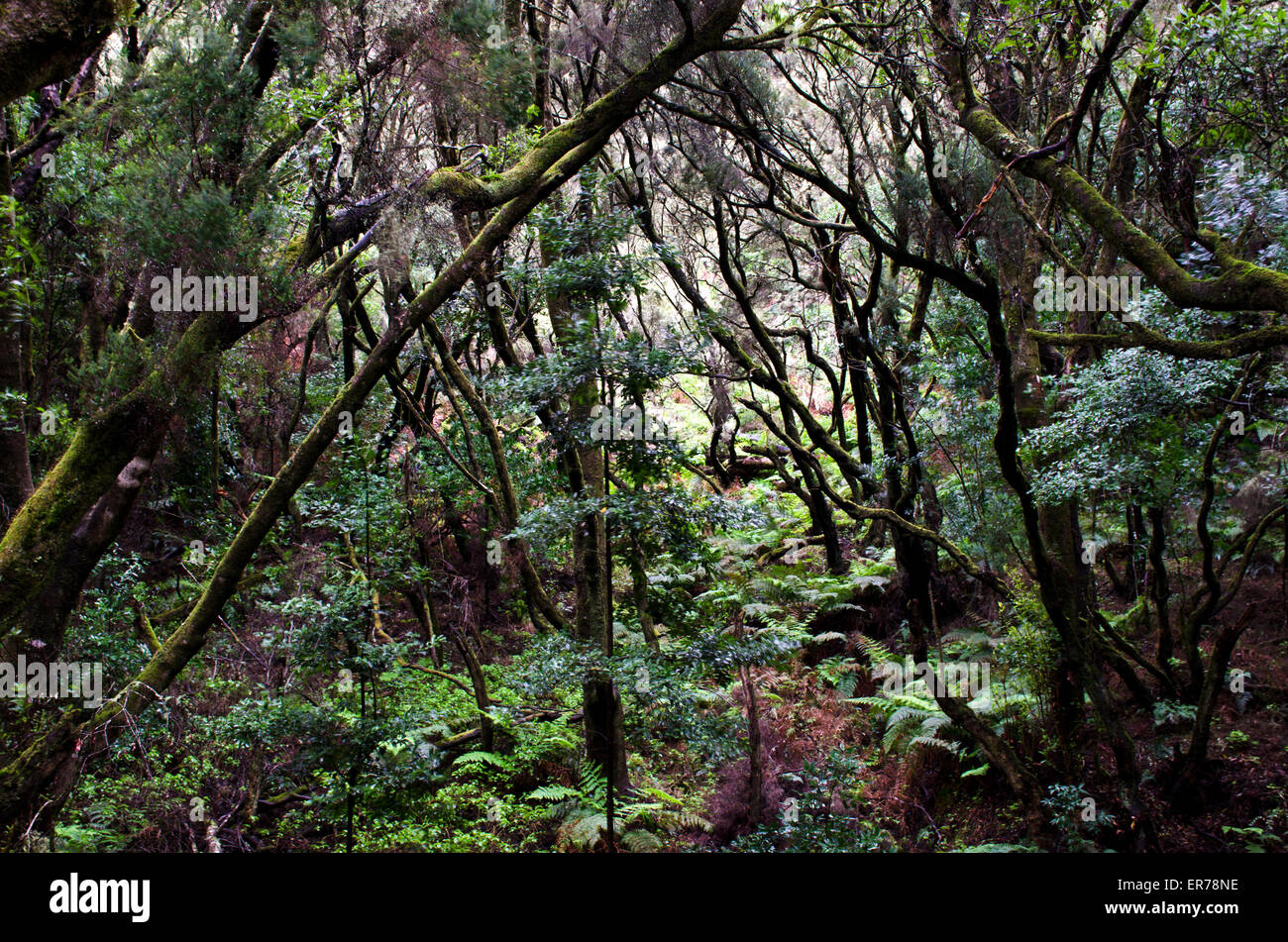 Laurel tree forest a La Laguna Grande, Parco Nazionale di Garajonay, isola di La Gomera, isole Canarie, Spagna Foto Stock
