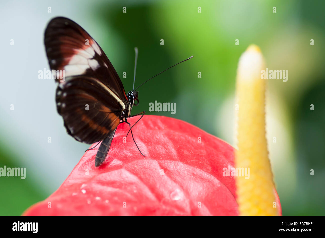 Heliconius melpomene : o il postino comune può essere trovato in Messico e norther America del sud. Preso il 30 agosto 2014 all'Bufferf Foto Stock
