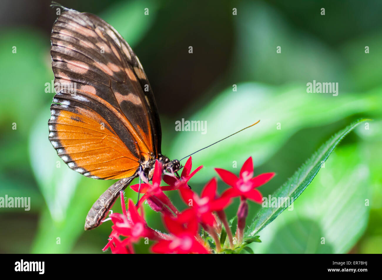 Heliconius melpomene : o il postino comune può essere trovato in Messico e norther America del sud. Preso il 30 agosto 2014 all'Bufferf Foto Stock