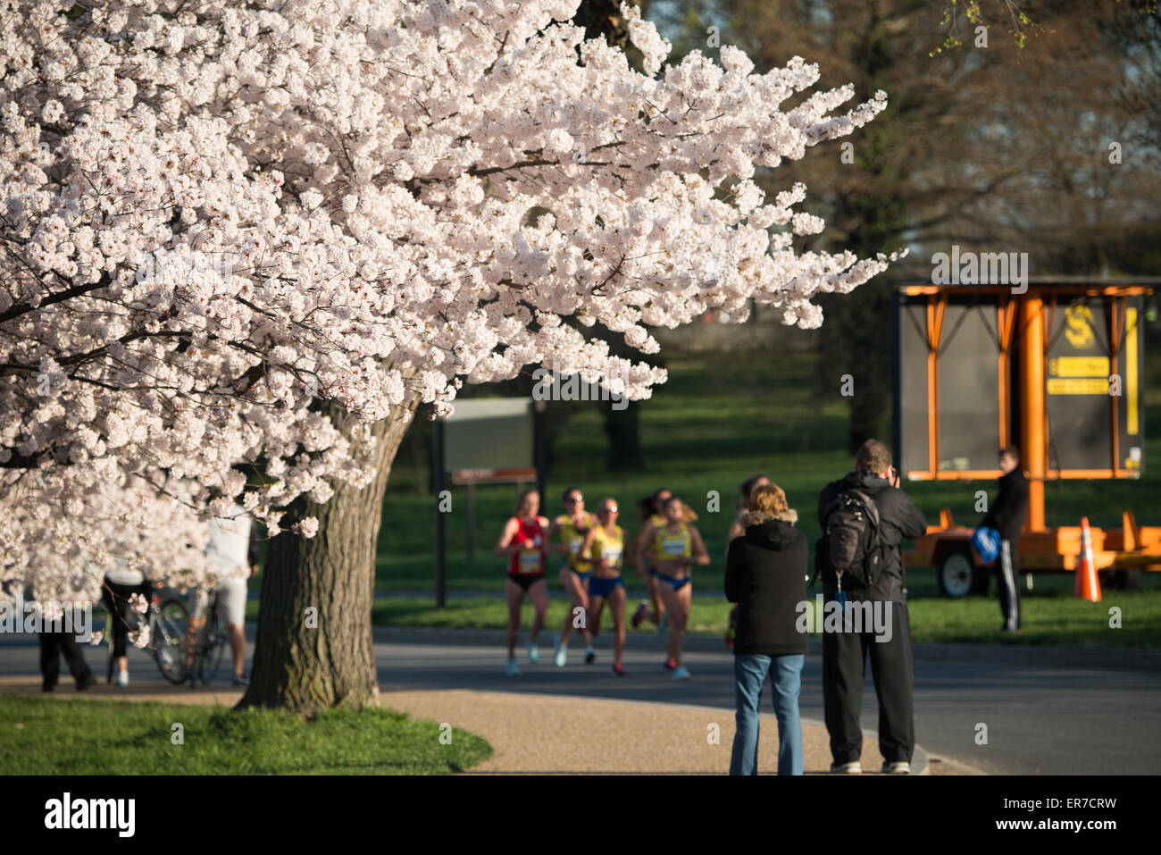 WASHINGTON DC - Un ciliegio in piena fioritura si erge lungo il percorso per l'annuale Cherry Blossom 16 Mile Run. La gara è un evento del National Cherry Blossom Festival, con un percorso che passa attraverso alberi fioriti vicino al bacino delle maree. Foto Stock